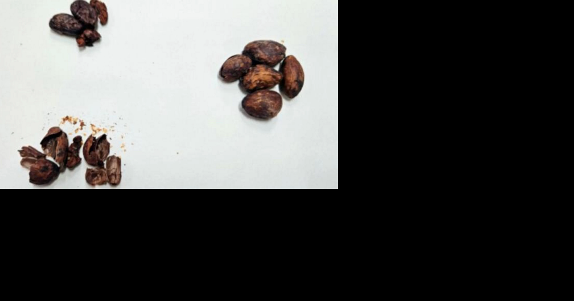 Scientists create chocolate-flavored honey using native Brazilian bees