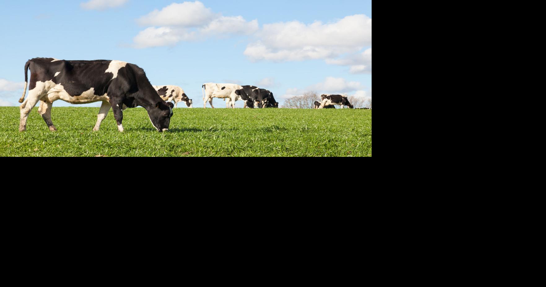 Screwworm threat prompts vigilance among Alabama livestock producers