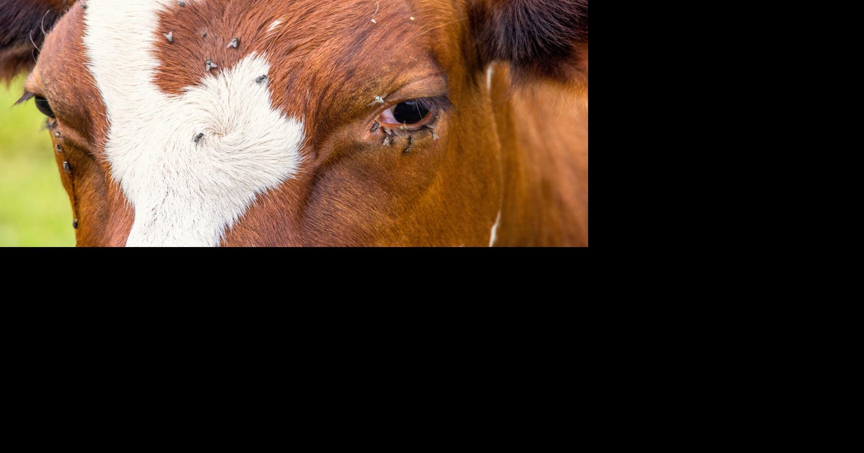 ALABAMA AGRICULTURE: Summer fly control saves cattle and profits