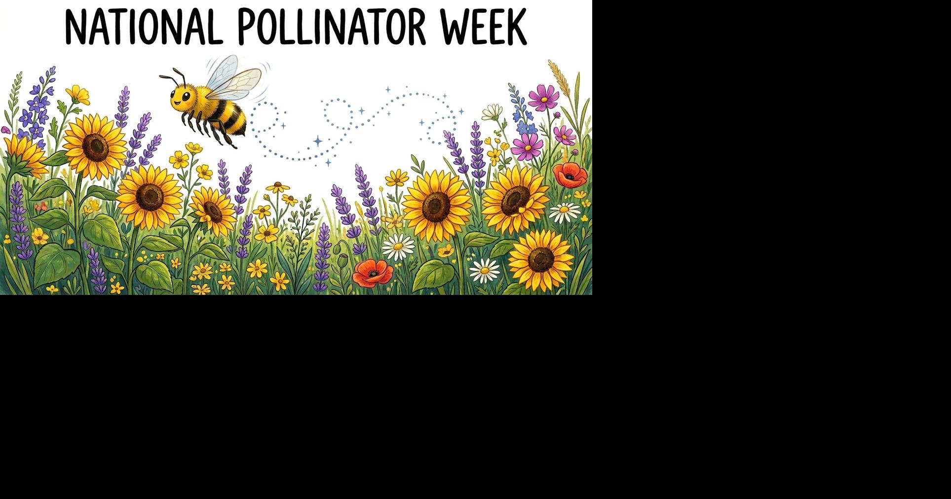 National Pollinator Week: Small actions can make a big difference for pollinators