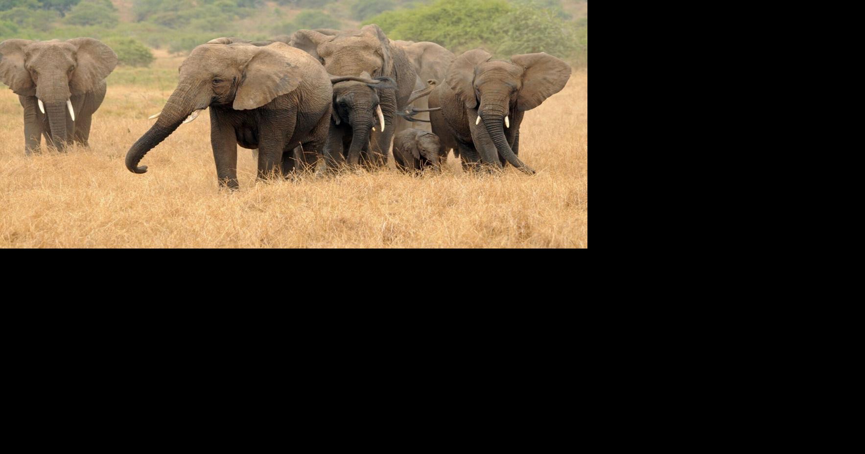 Inbreeding causing African elephants to be vulnerable to disease