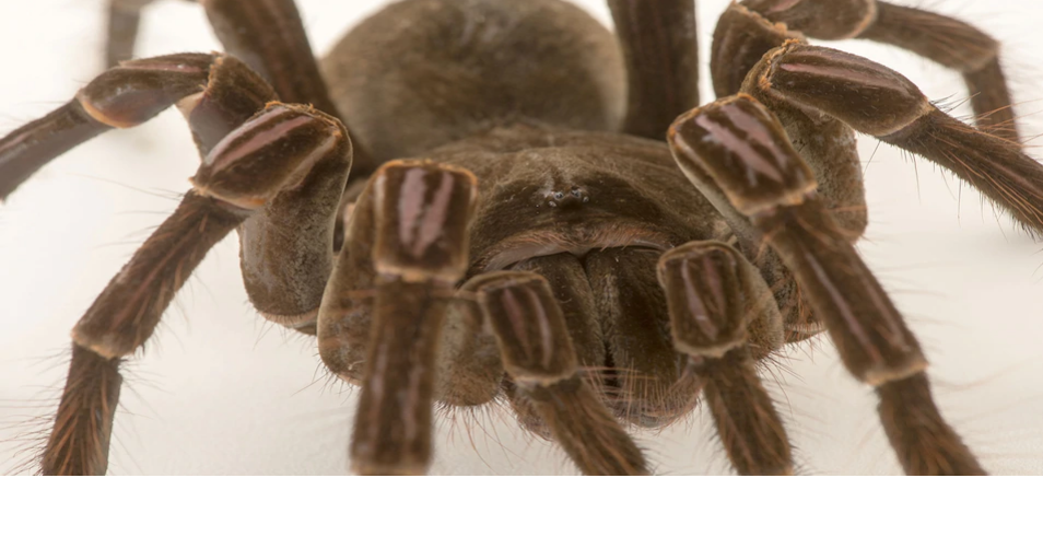 Tarantulas Take Over Oklahoma What You Need to Know Community