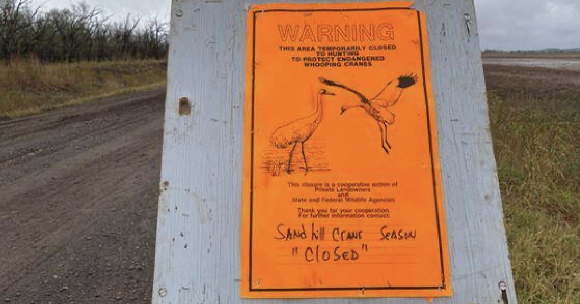 Annual Whooping Crane Migration in Oklahoma | Community | citynewstulsa.com
