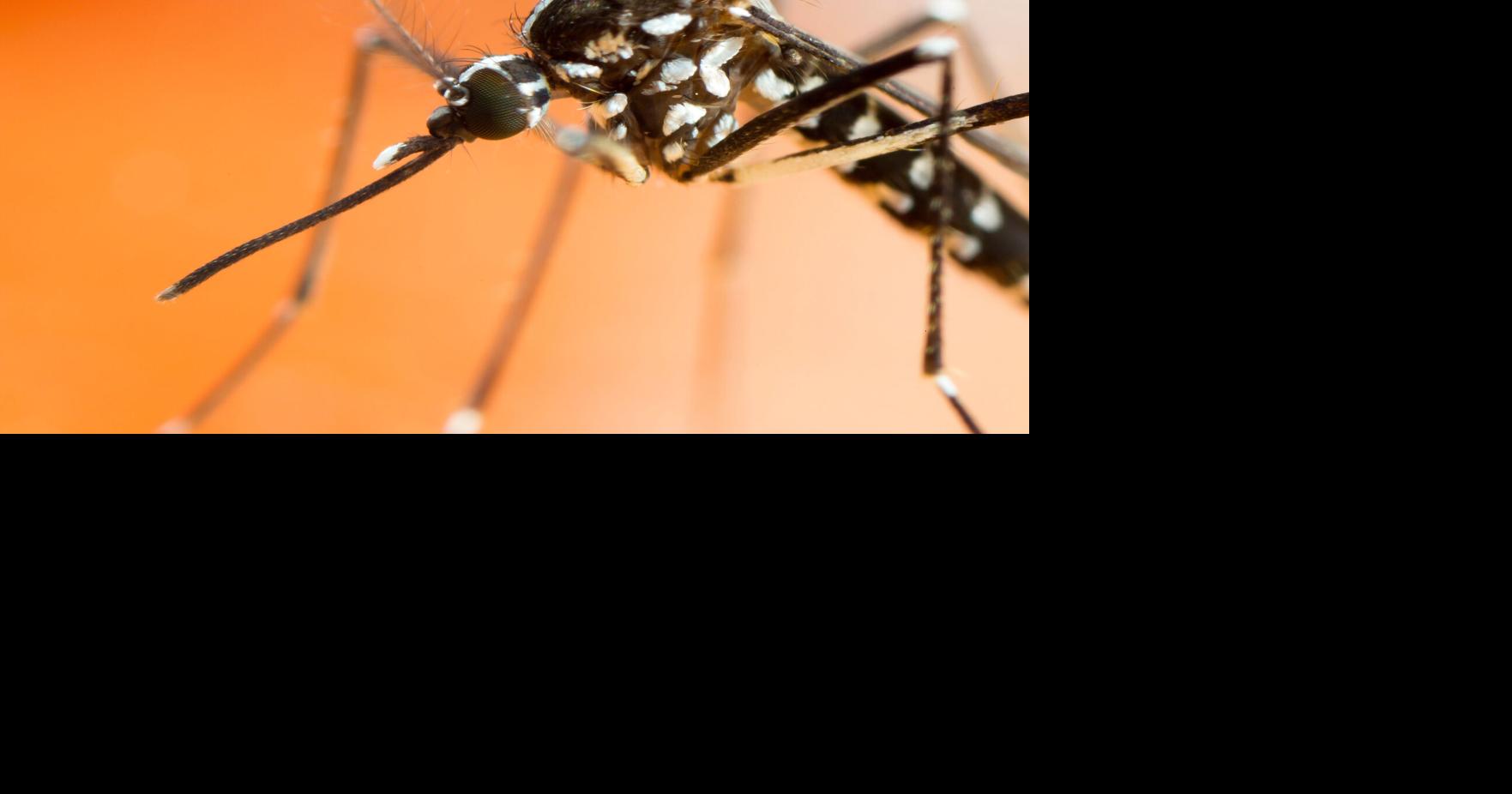 RecordBreaking Mosquitoes in Las Vegas Carrying West Nile Virus