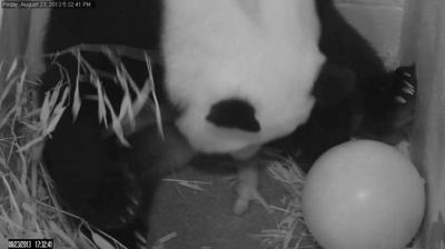National Zoo's panda cam proves too cute to resist | News |  