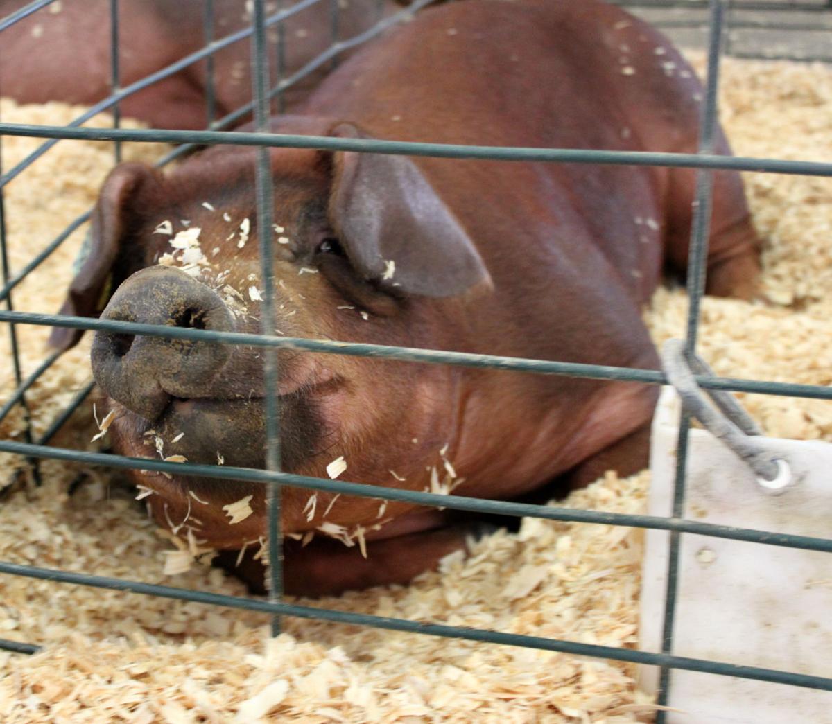 Pig-ture Perfect Performance