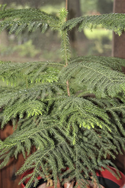 All The Dirt On Gardening Norfolk Island Pine Tree Claremoreprogress Com