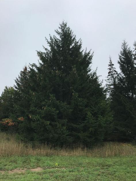 Operation Jolly Green Giant Underway By The City News Claremoreprogress Com