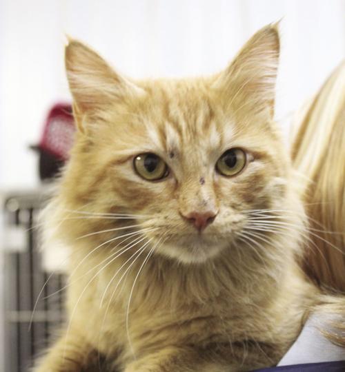 Pet of the Week: "Dex"