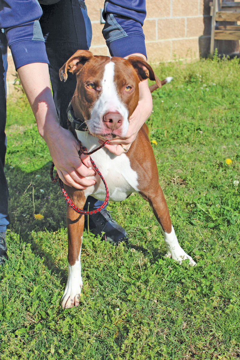 shelter returnee looking for good forever home