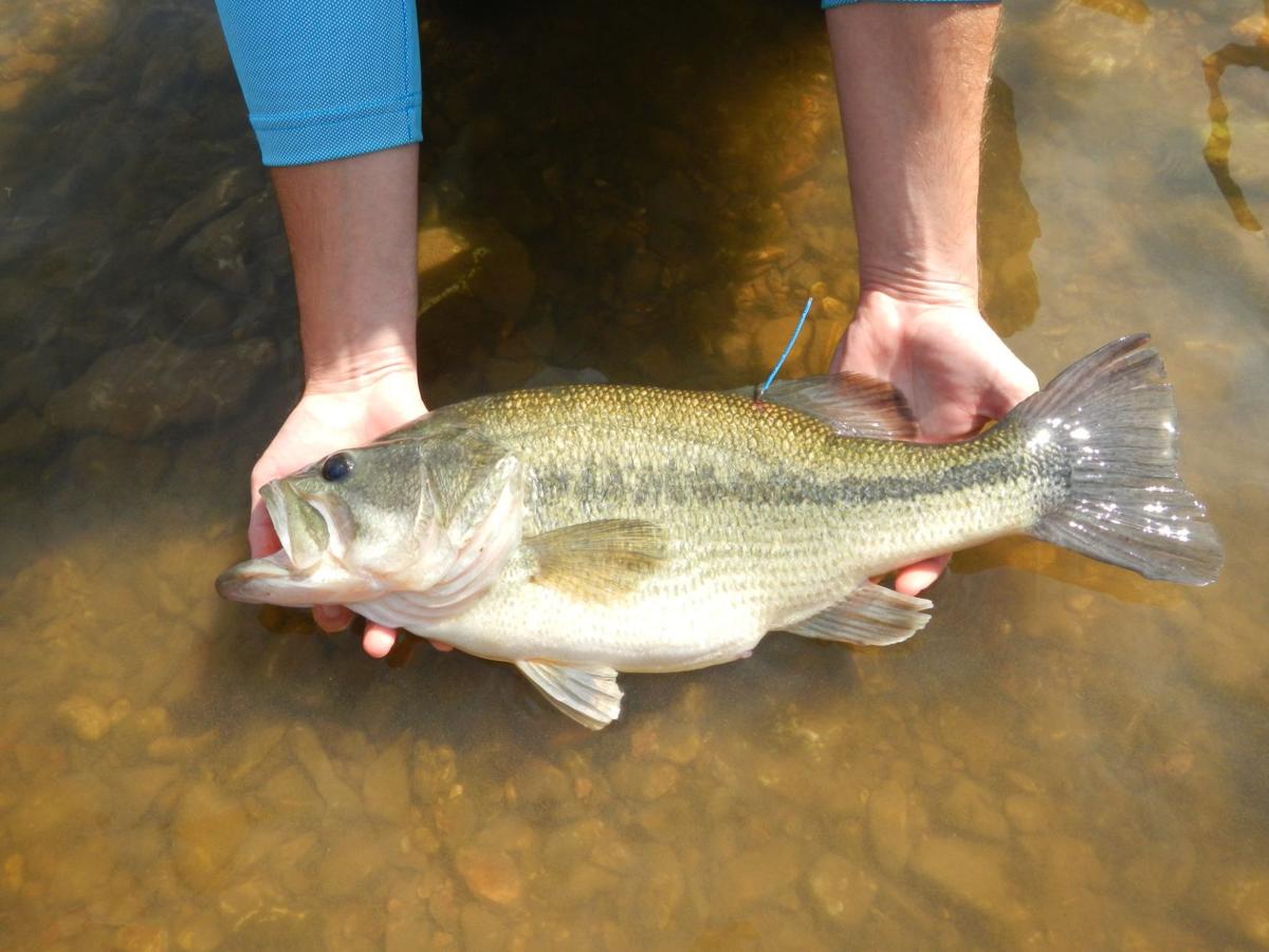Trout fishing for 'jerks'  The Arkansas Democrat-Gazette