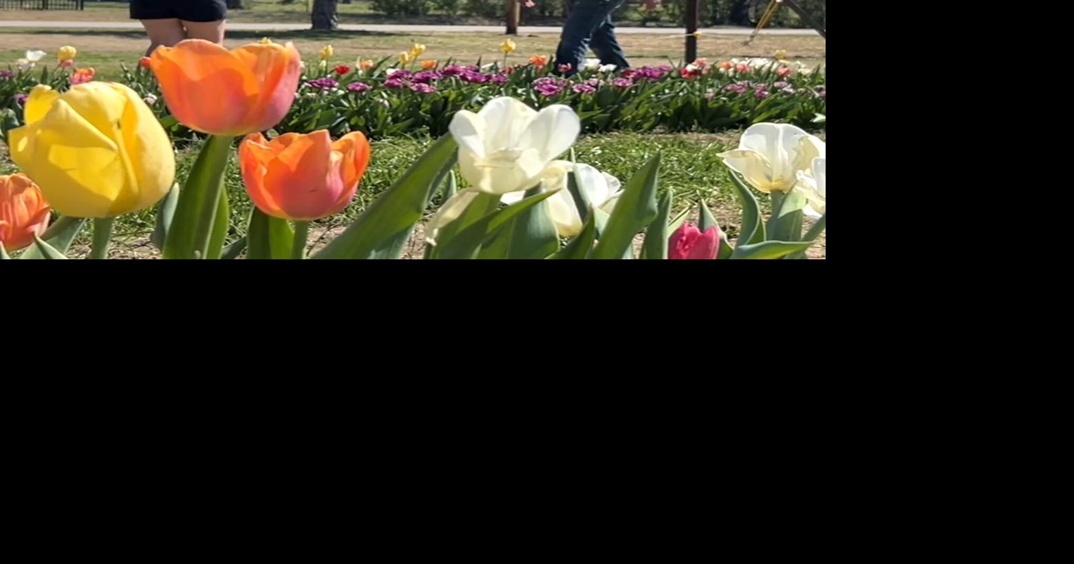 Oologah FFA grows, sells tulips and more at student farmers market