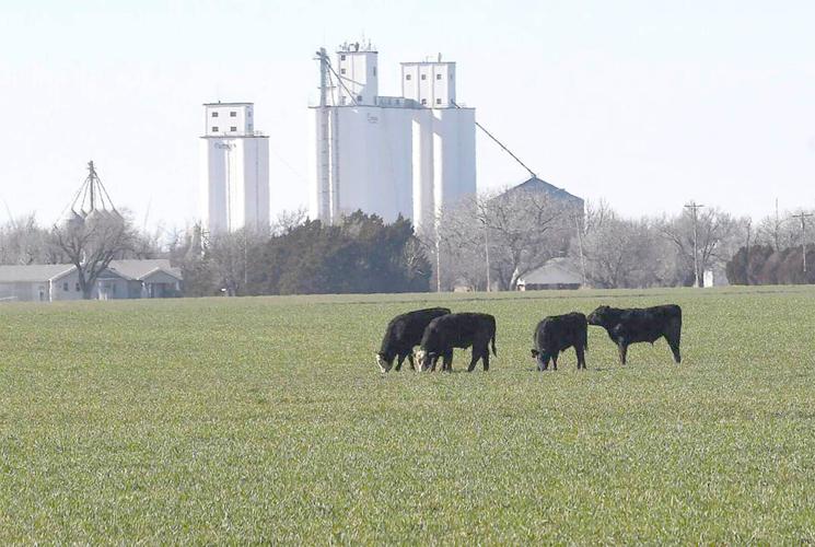 cattle