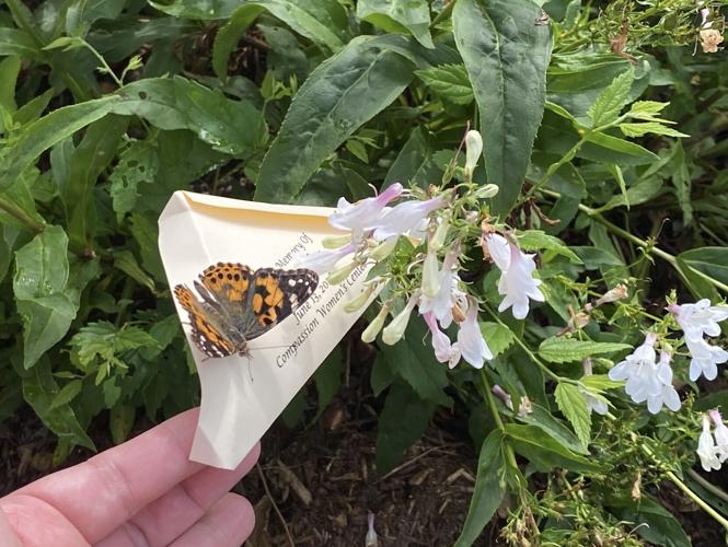 Sixth annual butterfly release honors babies lost to miscarriage ...