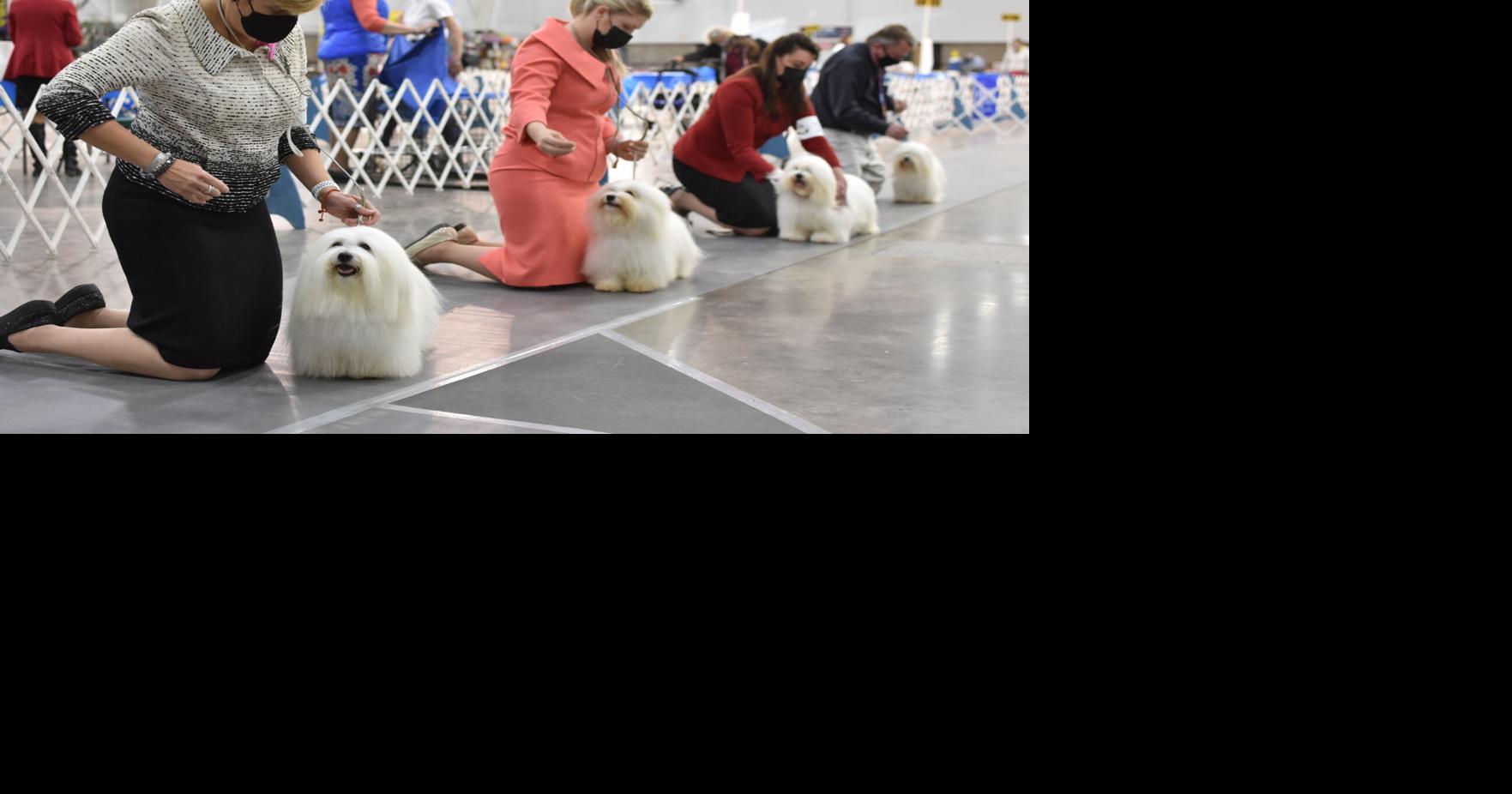 Westminster Dog Show 2022 Live Breed Results, Winners for Each Group