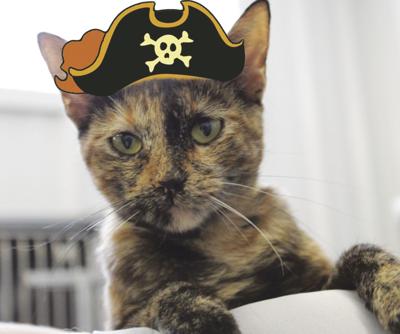 Meow Like A Pirate Day News Claremoreprogress Com