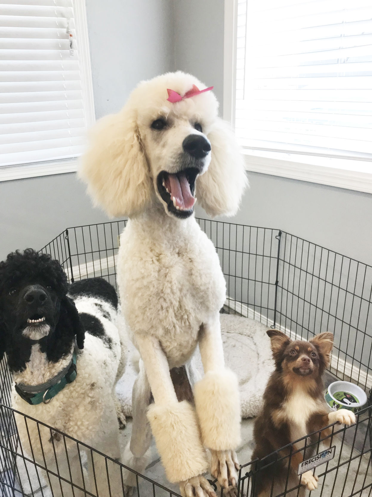 classy clips pet grooming