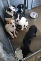 Animal shelter, struggling with overpopulation, urges owners to fix pets