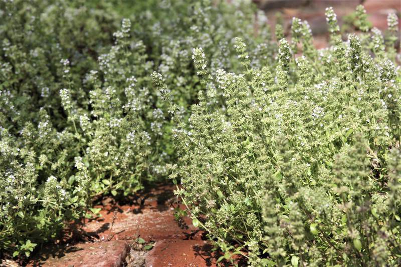 growing thyme ground cover