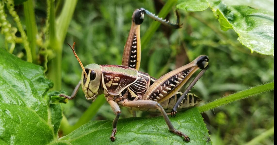 Getting a leg up on in the landscape News