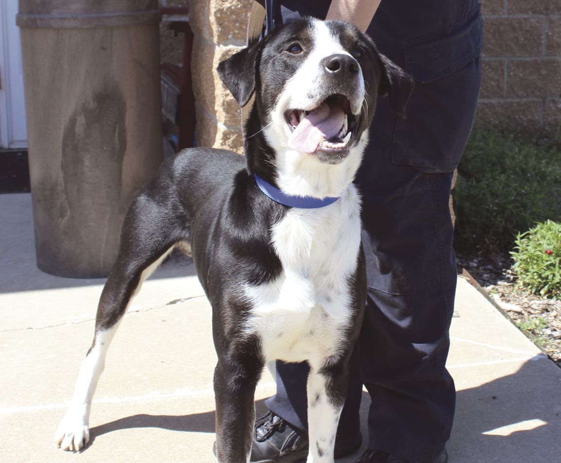 Boxer and hot sale collie mix