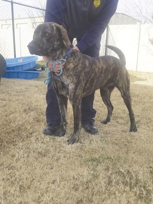 Pet of the Week: Linus