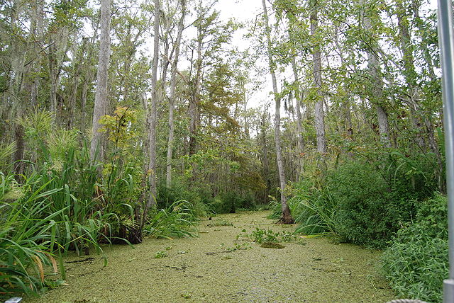 640px-Honey_Island_Swamp%2C_Louisiana_%28paulmannix%29.jpeg