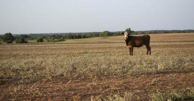 Dry conditions are causing a lack of grass available for livestock.