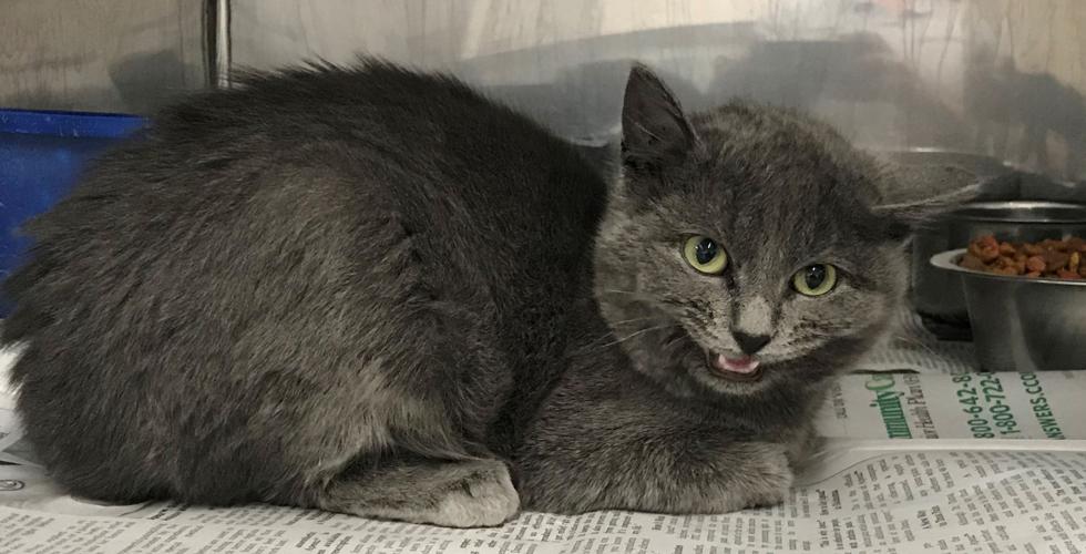 Adopt a pet or leave a donation at the Claremore Animal Shelter