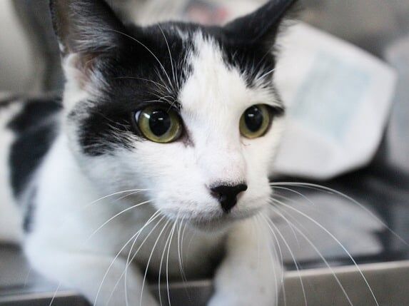 Oreo