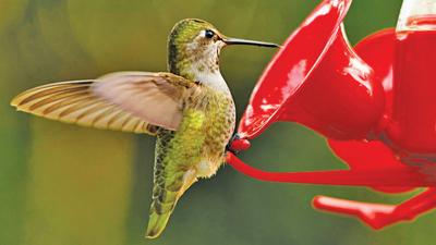 Hummingbird Season Arriving In Oklahoma News Claremoreprogress Com