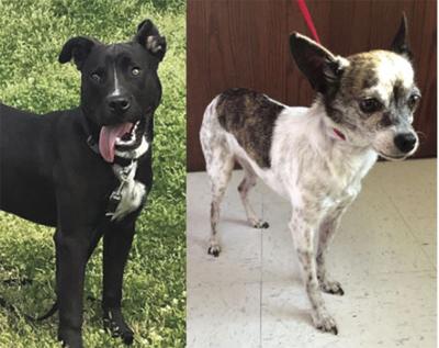 Following historic day, Claremore Animal Shelter has two new pets
