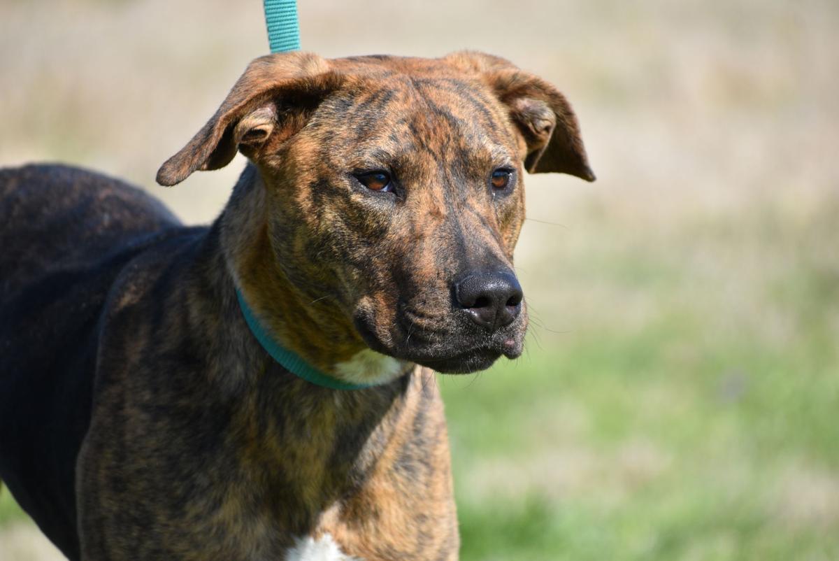 Cleburne Animal Shelter offering 17 adoptions Local News