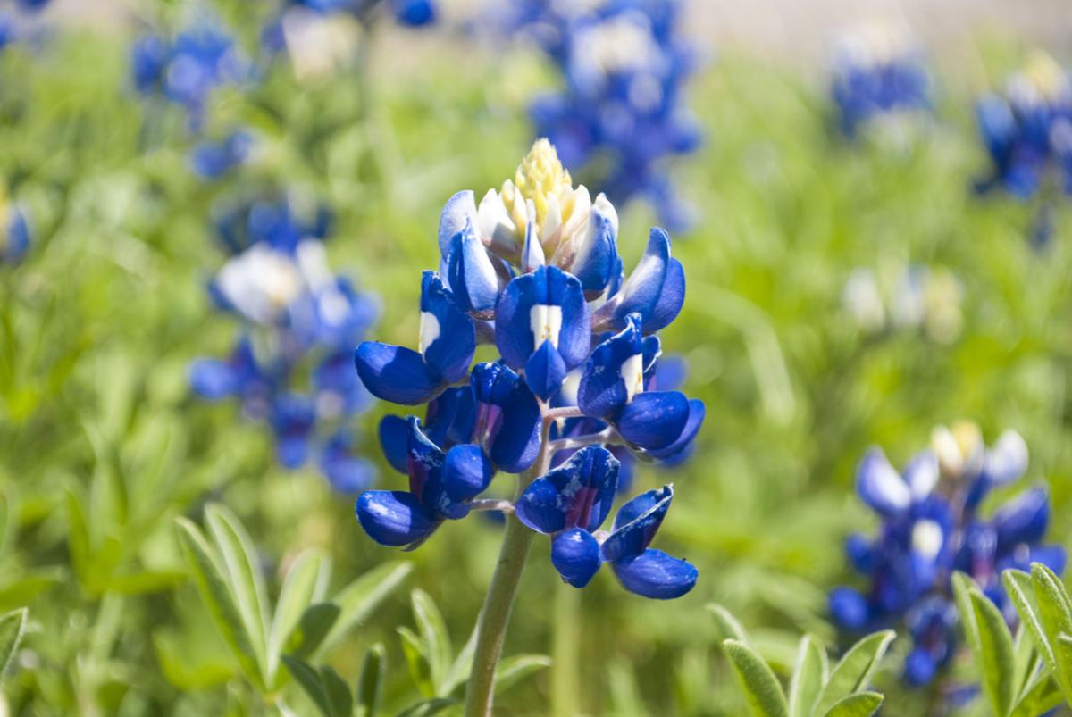 Dps Stresses Safety As Bluebonnets Pop Up Early Local News Cleburnetimesreview Com
