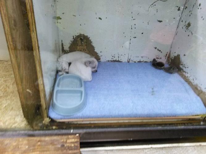 Cleburne residents unhappy with local pet shop | Local News ...