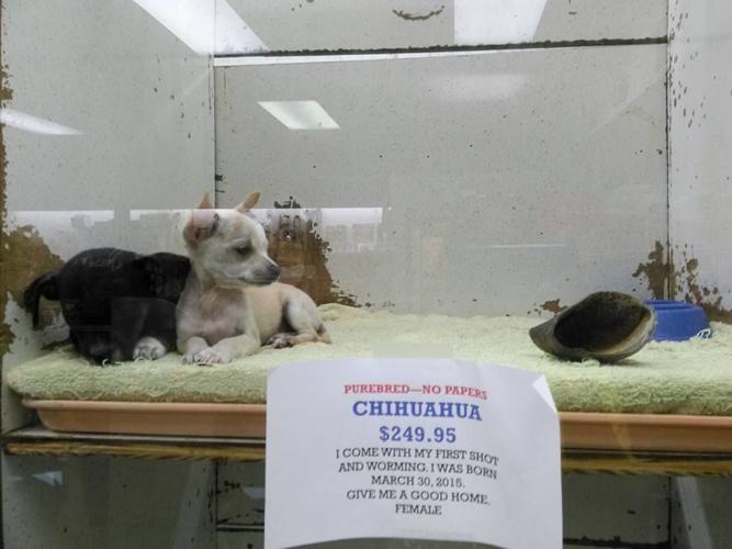 Cleburne residents unhappy with local pet shop | Local News ...