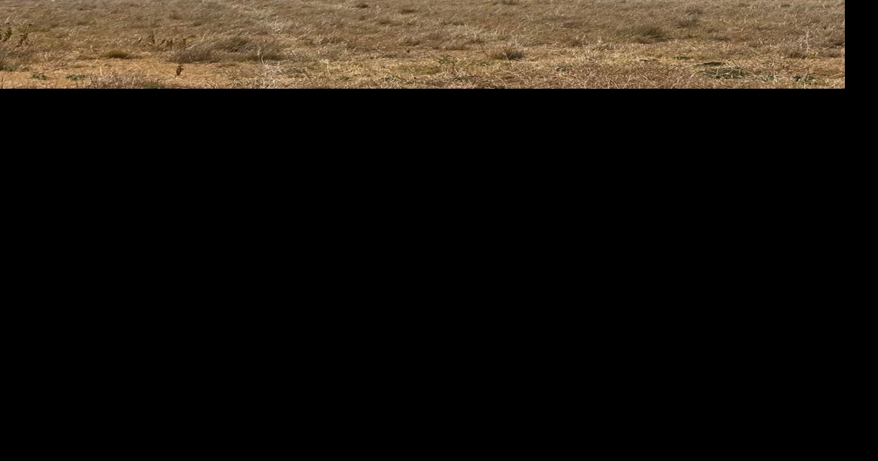 UPDATE 390acre Godley grass fire extinguished Local News