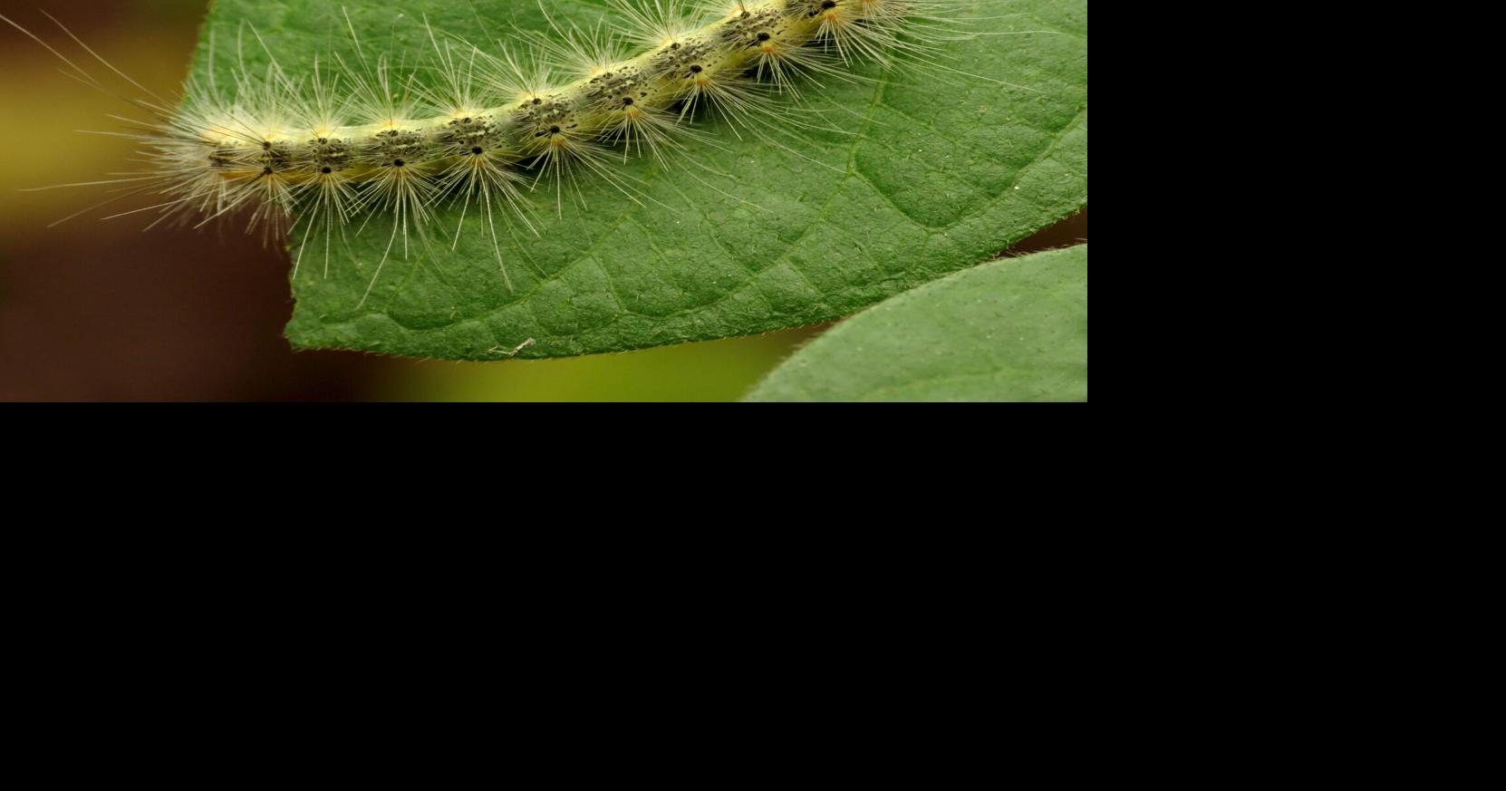 JCMG: What to do about fall webworms | Farmandranch ...