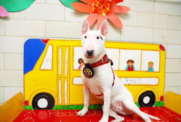 bull terrier x timberland