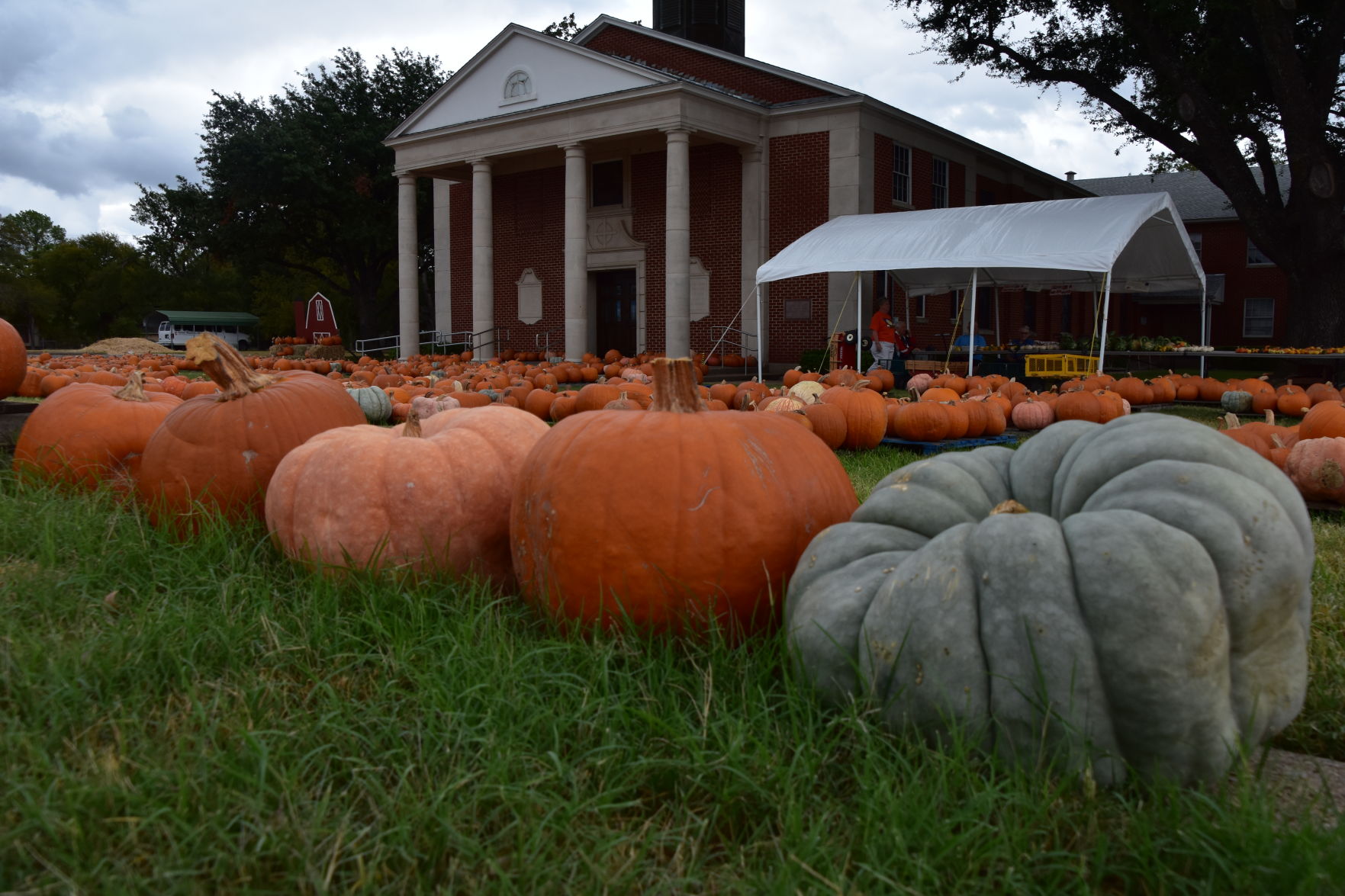 joshua pumpkin patch