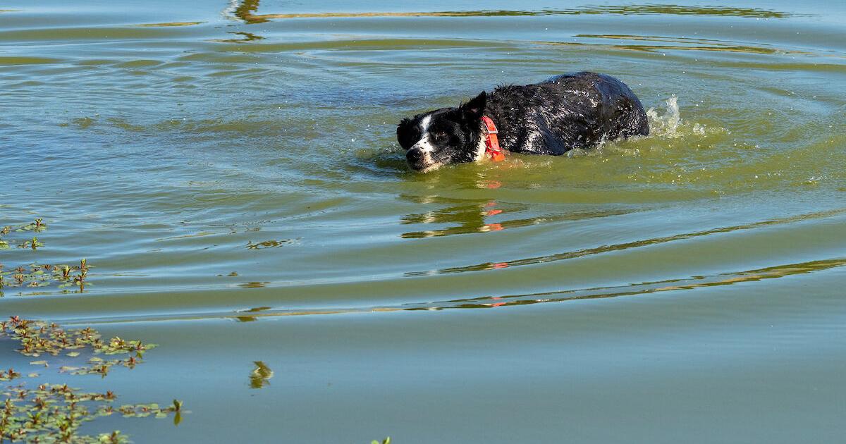 Pet Talk: Why dogs and cats can't ‘sweat out' summer heat