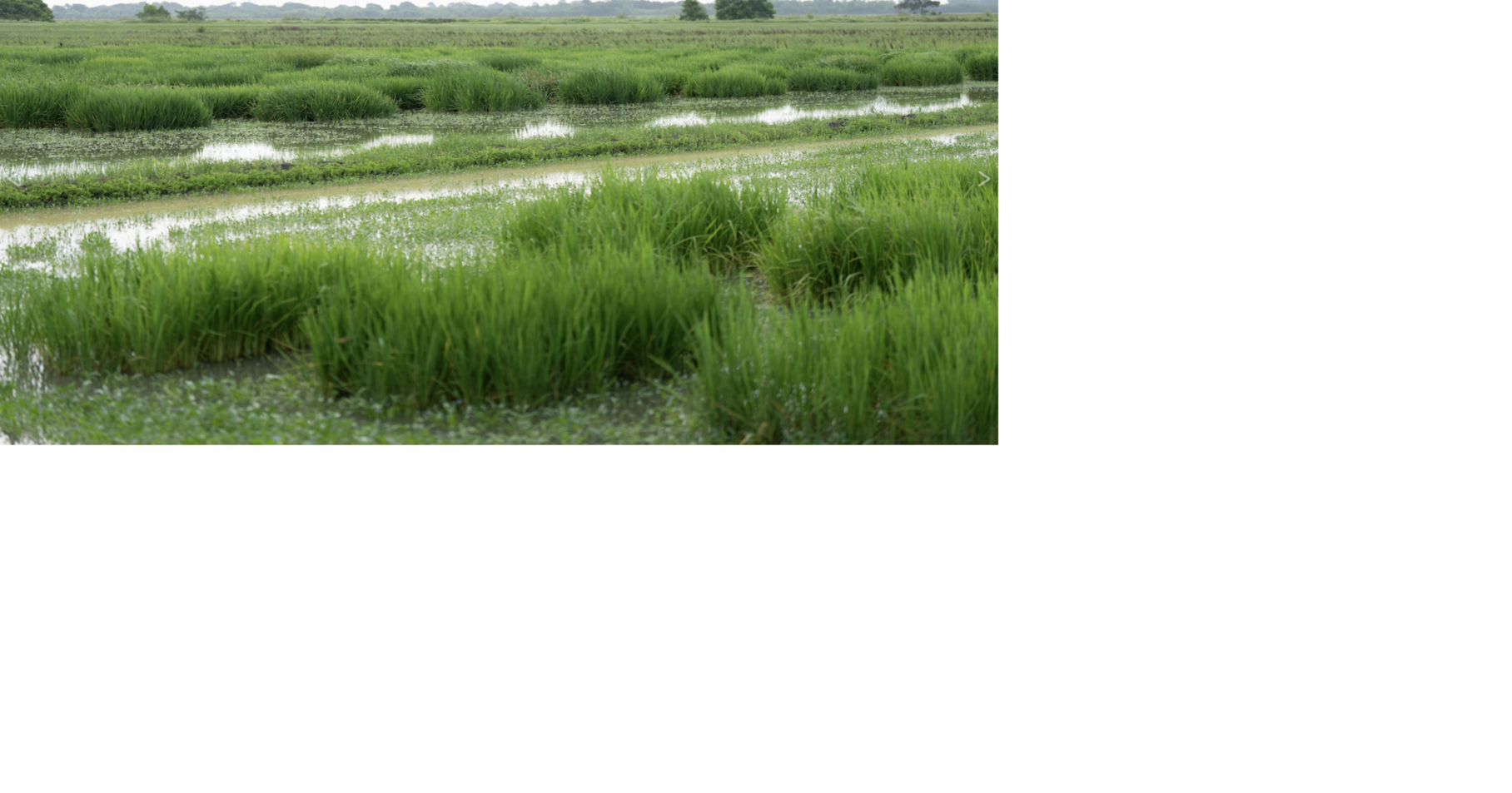 Funding available for Texas row crop and vegetable producers