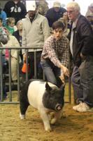 Simpson, Gross take top honors at swine show