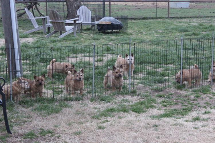 Passionate about her terriers | Local News | cleburnetimesreview.com