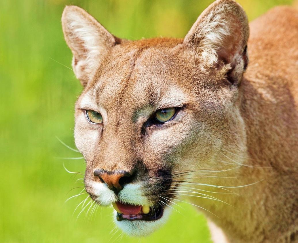 Horse apparently killed by mountain lion Monday Local News