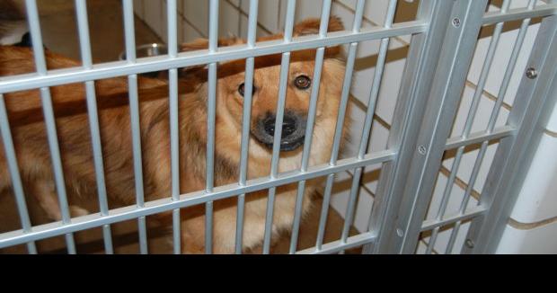 New spay, neuter program at Burleson shelter | Local News ...
