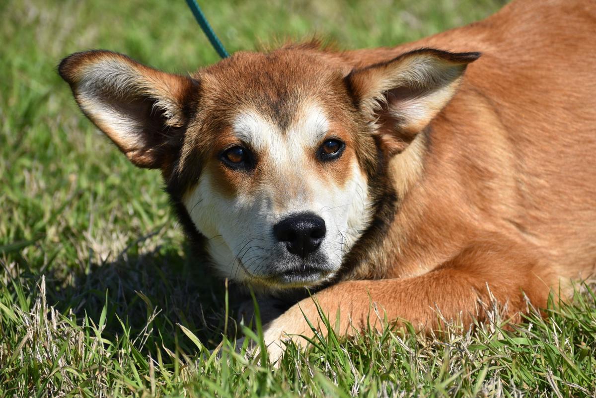 Cleburne Animal Shelter offering 17 adoptions Local News