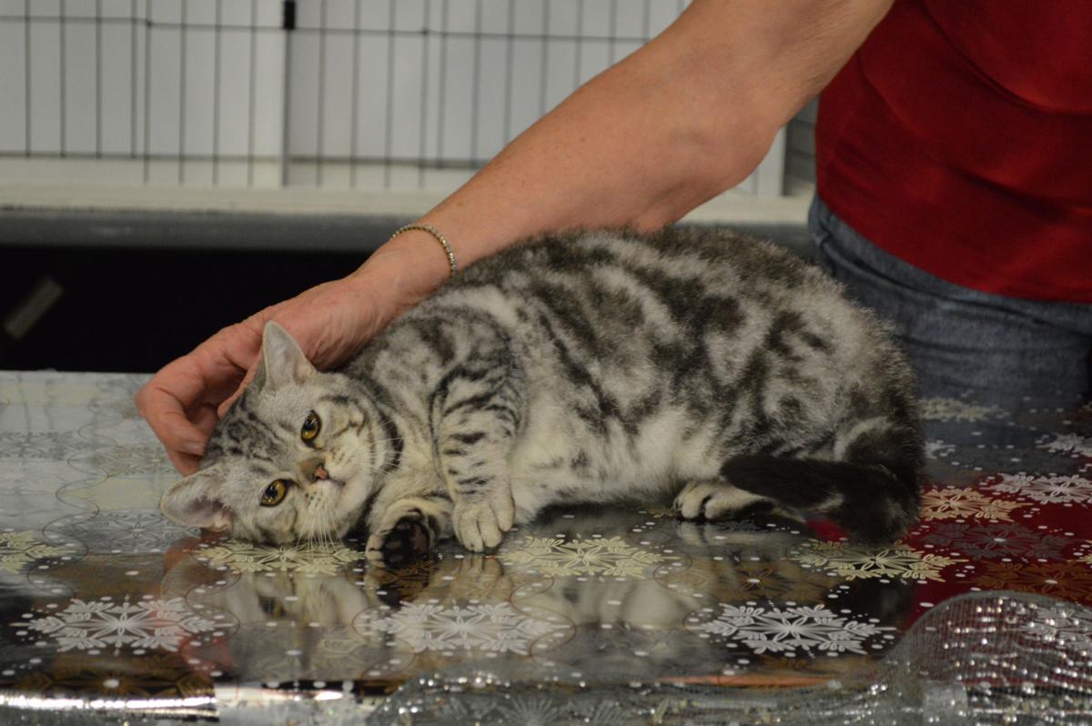 National Cat Show Returns To Cleburne Local News