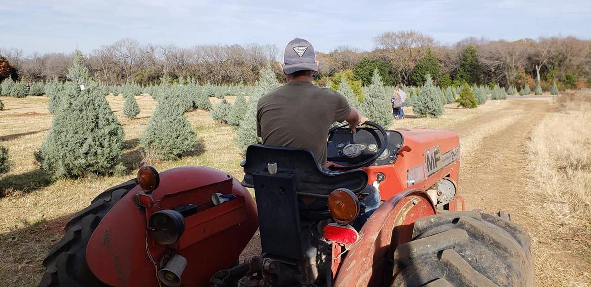 Oh, Christmas tree; Texas a top state for tree farm employees Local