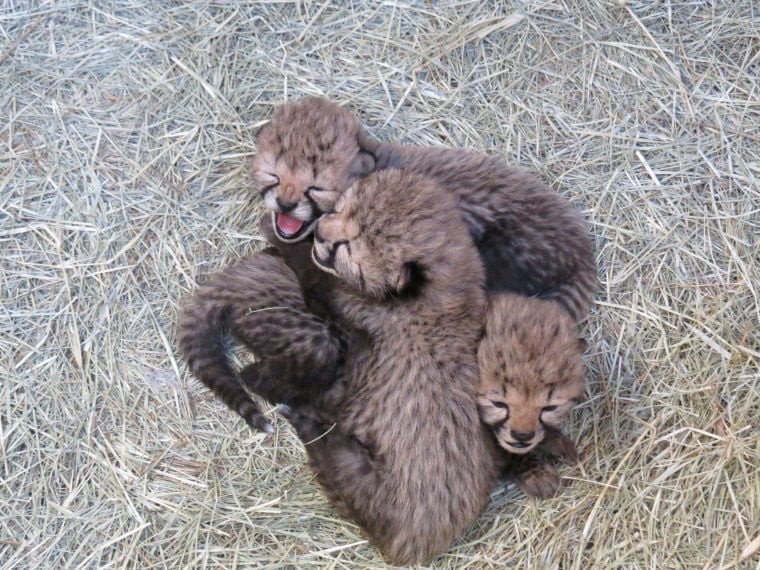 Fossil Rim holding contest to name cheetah cubs | Local News |  